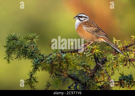 rock bunting (Emberiza cia), male perching on a bush, side view, France, Provence Stock Photo