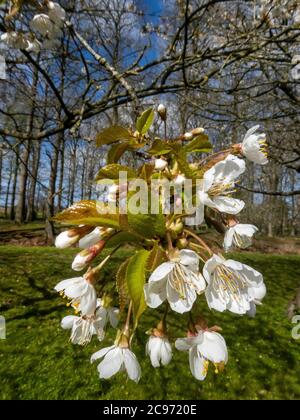 Wild cherry, Sweet cherry, gean, mazzard (Prunus avium), blooming cherry twig, Germany, Lower Saxony Stock Photo