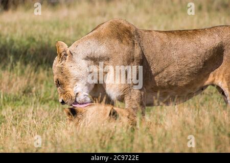 African lions (Panthera leo) relaxing together in long grass enjoying summer sunshine; lioness mother lovingly licking, grooming one of the cubs. Stock Photo