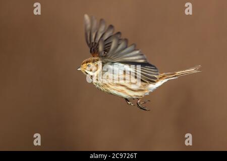 reed bunting (Emberiza schoeniclus), female in flight, side view, Italy, Stagno di Peretola Stock Photo