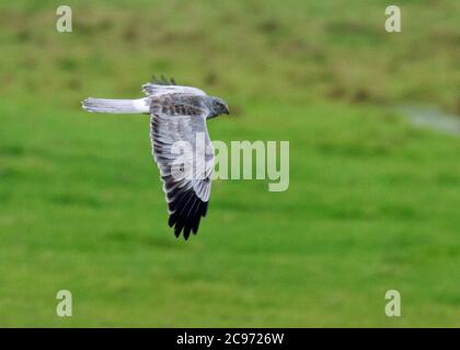 hen harrier (Circus cyaneus), Second calendar year male in flight during autumn, United Kingdom, England, Norfolk Stock Photo