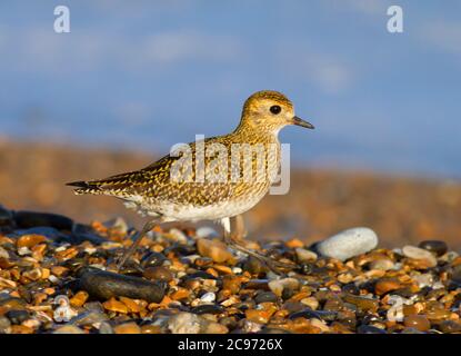 European golden plover (Pluvialis apricaria), walking on pebbles, United Kingdom, England, Norfolk Stock Photo