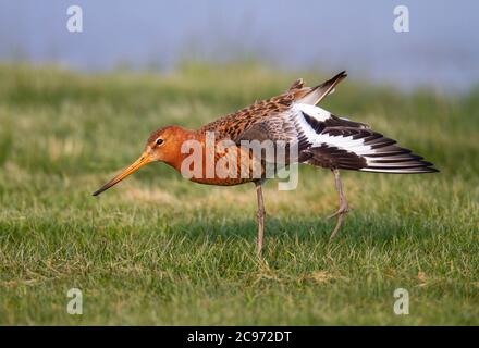 Islandic black-tailed godwit (Limosa limosa islandica, Limosa islandica), male stands on one leg in a meadow and stretching a wing, side view, United Kingdom, England, Norfolk Stock Photo