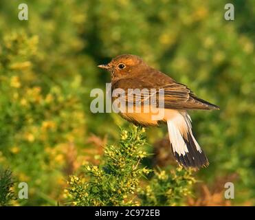 pied wheatear (Oenanthe pleschanka), First-winter female perching on a shrub in late autumn, showing tail pattern, United Kingdom, England, North Yorkshire Stock Photo