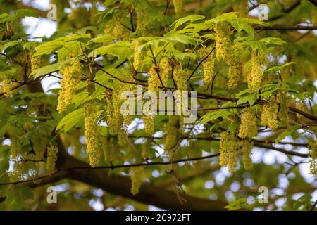 sycamore maple, great maple (Acer pseudoplatanus), flowering Sycamore Maple, Germany Stock Photo