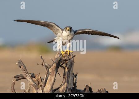 peregrine falcon (Falco peregrinus), subadult Peregrine Falcon possibly of the subspecies calidus, balancing on drift wood., Spain, Ebro Delta Stock Photo