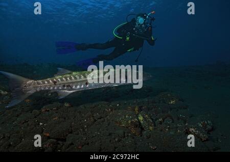 Great Barracuda, Sphyraena barracuda, swimming over volcanic sand beach with underwater photographer, at Tulamben, Bali Stock Photo