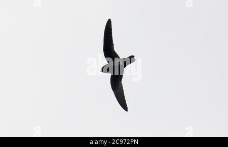 White-chinned swift (Cypseloides cryptus), Flying high in the sky, Ecuador Stock Photo