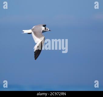 sabine's gull (Xema sabini), Third-year Sabine's Gull in flight, showing upper wing pattern, Spain, Bay of Biscay Stock Photo