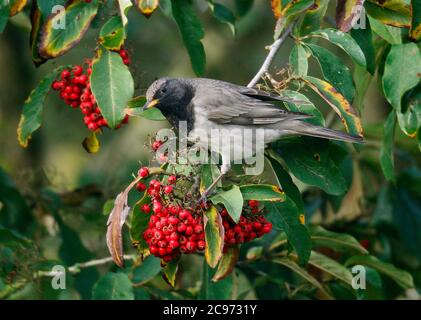Black-throated Thrush (Turdus atrogularis), male perches on a branch and feeding red berries, side view, United Kingdom, England Stock Photo