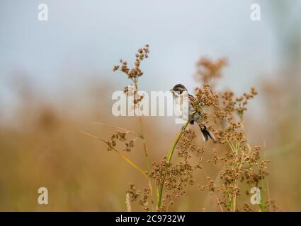 Iberian Reed Bunting, Witherbyi's reed bunting (Emberiza schoeniclus witherbyi), Subadult male perched in low scrub in Ebro delta, endangered subspecies endemic to Spain, Spain, Ebro delta Stock Photo