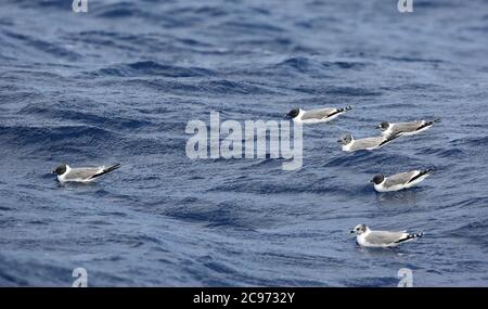 sabine's gull (Xema sabini), Flock of Sabine's Gulls swimming at open sea, Spain, Bay of Biscay Stock Photo