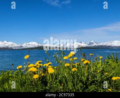 late spring in northern Norway, Norway, Troms, Sandnessund, Tromsoe Stock Photo