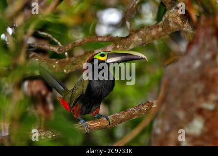 yellow-eared toucanet (Selenidera spectabilis), perched on a branch, Costa Rica Stock Photo
