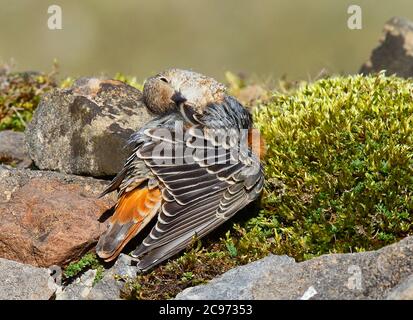 mountain rock thrush, Rufous-tailed Rock Thrush (Monticola saxatilis), First-winter on the ground, preening, United Kingdom, Wales, Gilwern Hill Stock Photo