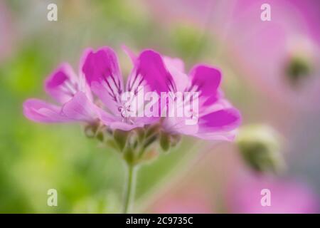 citrosa geranium, mosquito-shocker, Mosquito-fighter, Citronella Pelargonium, Lemon scentes Geranium (Palergonium crispum Rosea), flowers, Germany, North Rhine-Westphalia Stock Photo