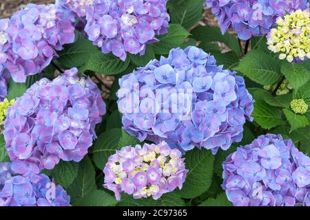 Garden hydrangea, Lace cap hydrangea (Hydrangea macrophylla 'Let's Dance Big Easy', Hydrangea macrophylla Let's Dance Big Easy), blooming, cultivar Let's Dance Big Easy, USA, Michigan Stock Photo