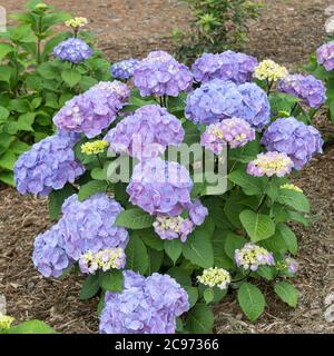 Garden hydrangea, Lace cap hydrangea (Hydrangea macrophylla 'Let's Dance Big Easy', Hydrangea macrophylla Let's Dance Big Easy), blooming, cultivar Let's Dance Big Easy Stock Photo