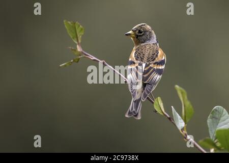 brambling (Fringilla montifringilla), perched on a branch, Spain, Katalonia Stock Photo