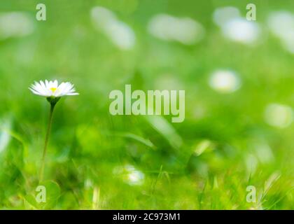 Single daisy in a lush green  un-focused  summer background on a bright summers moring , shot for copy space and text over lay Stock Photo