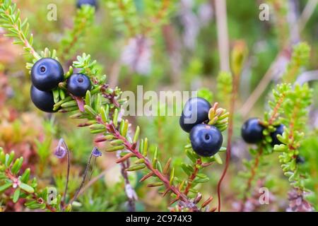 Empetrum. Fresh berries crowberry on swamp. Close up view Stock Photo
