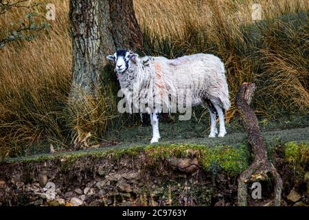 Scruffy sheep waiting to be sheared Stock Photo