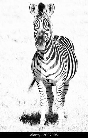 Striped white out Stock Photo