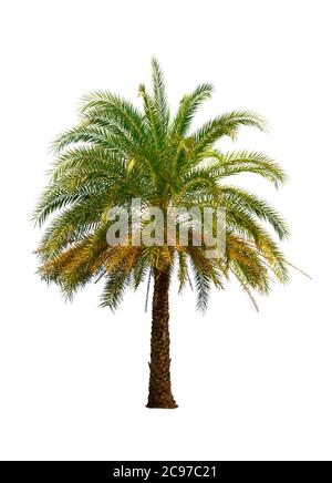 The Betel nut tree isolated on white background. Environment concepts. Stock Photo