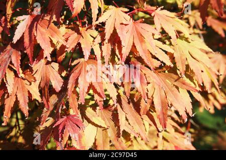 Acer palmatum ( Japanese maple) leaves turning red in the autumn fall stock photo background Stock Photo