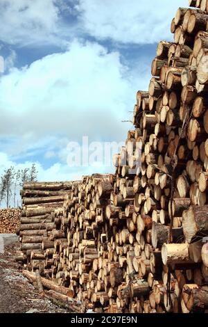 Forest pine trees log trunks felled by the logging timber industry which may have an environment conservation impact stock photo Stock Photo