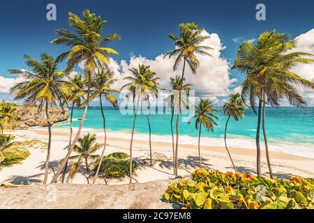 Palm trees in Barbados Stock Photo