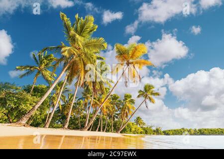 Beach with palm trees Stock Photo
