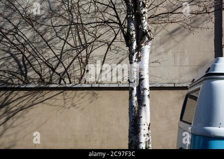 A leafless tree casting shadows on a plain wall and side of a nearby building with trunk and peeling silver bark. Stock Photo