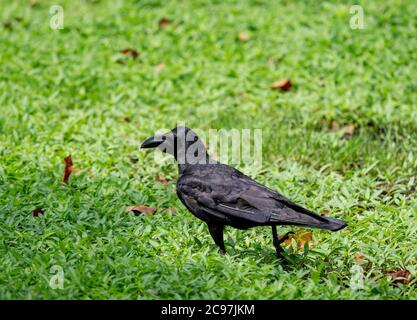 Closeup Large Billed Crow was Standing on The Lawn Stock Photo