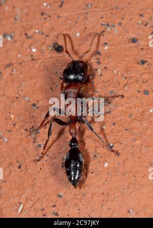 Macro Photography of Two Tone Ant on Brick Wall Stock Photo