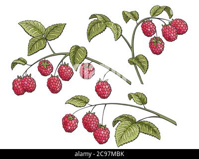 Raspberry graphic branch color isolated set sketch illustration vector Stock Vector