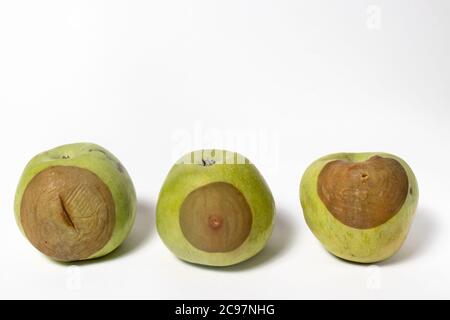 Rotten tasteless green apples Golden. Dark soft spot fruit rot on the peel of apples. Stock Photo