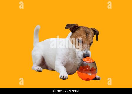 Dog Sniffing Training With Smart Toy Isolated On White Background Stock  Photo - Download Image Now - iStock