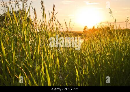 Summer background - sunset over a calm river. Sunlight breaking through tall grass. Summer landscape, Russia. Stock Photo