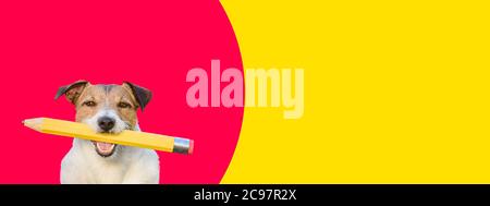 Dogs need education and training concept with dog holding in mouth big pencil against colorful background Stock Photo