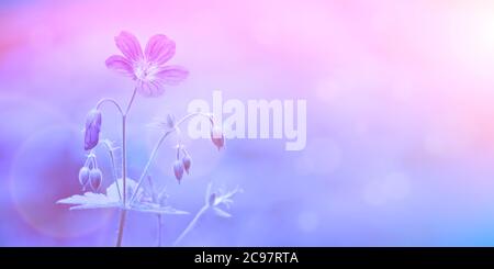 Woodland geranium (Geranium sylvaticum) on a blurred pink-lilac background. Violet forest flowers. Postcard template. Stock Photo