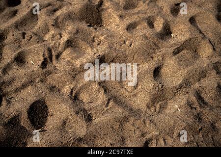 Background texture. Sand on the beach. Horizontal. High quality photo Stock Photo