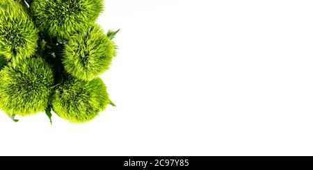 above view of bunch of flowers Dianthus barbatus green ball or green tick on white background Stock Photo