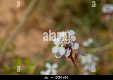 A yellow jacked wasp (vespula) on a group of white garlic mushroom flowers. This bee like animal lives in middle east. Photo was taken in Dana Biosphe Stock Photo