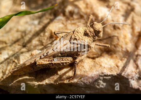 Close up image of a beige colored Oedipoda miniata (red winged grasshopper)  camouflaging on a rock in Dana biosphere reserve in Jordan Stock Photo