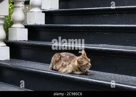 Crouching tabby cat on tall black wrought iron stairs, horizontal aspect Stock Photo