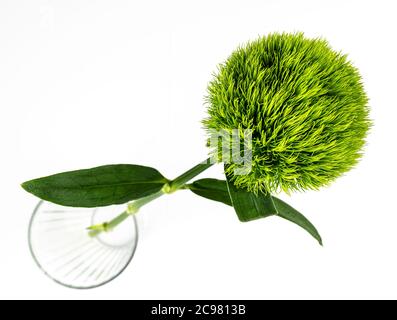 high angle view of singe Sweet William flower Dianthus barbatus green ball or green tick on bright white background Stock Photo