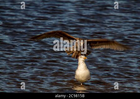 Close up isolated image o a ring billed gull (Larus delawarensis) standing on one leg in shallow waters of Chesapeake bay. Behind it comes a bird of p Stock Photo