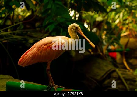 Close up image of an an exotic stork (spoonbill) standing on the railings at a zoo. This is a large, long legged wading bird from genus  Platalea Stock Photo