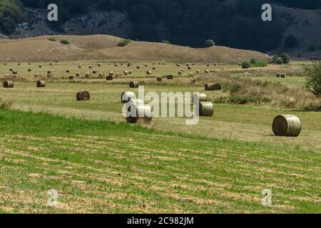Several straw rolls distributed in large fields, Stock Photo
